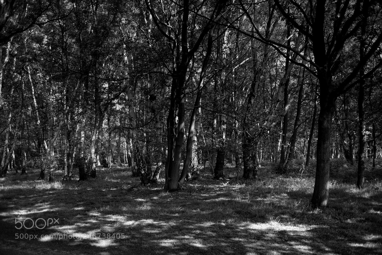Canon EOS M sample photo. Light through the trees photography