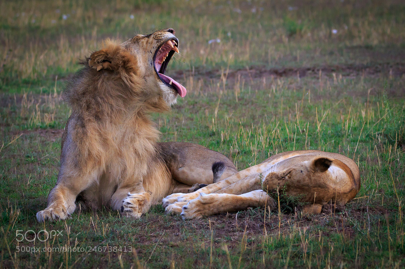 Canon EOS 7D Mark II sample photo. Tanzania - serengeti photography