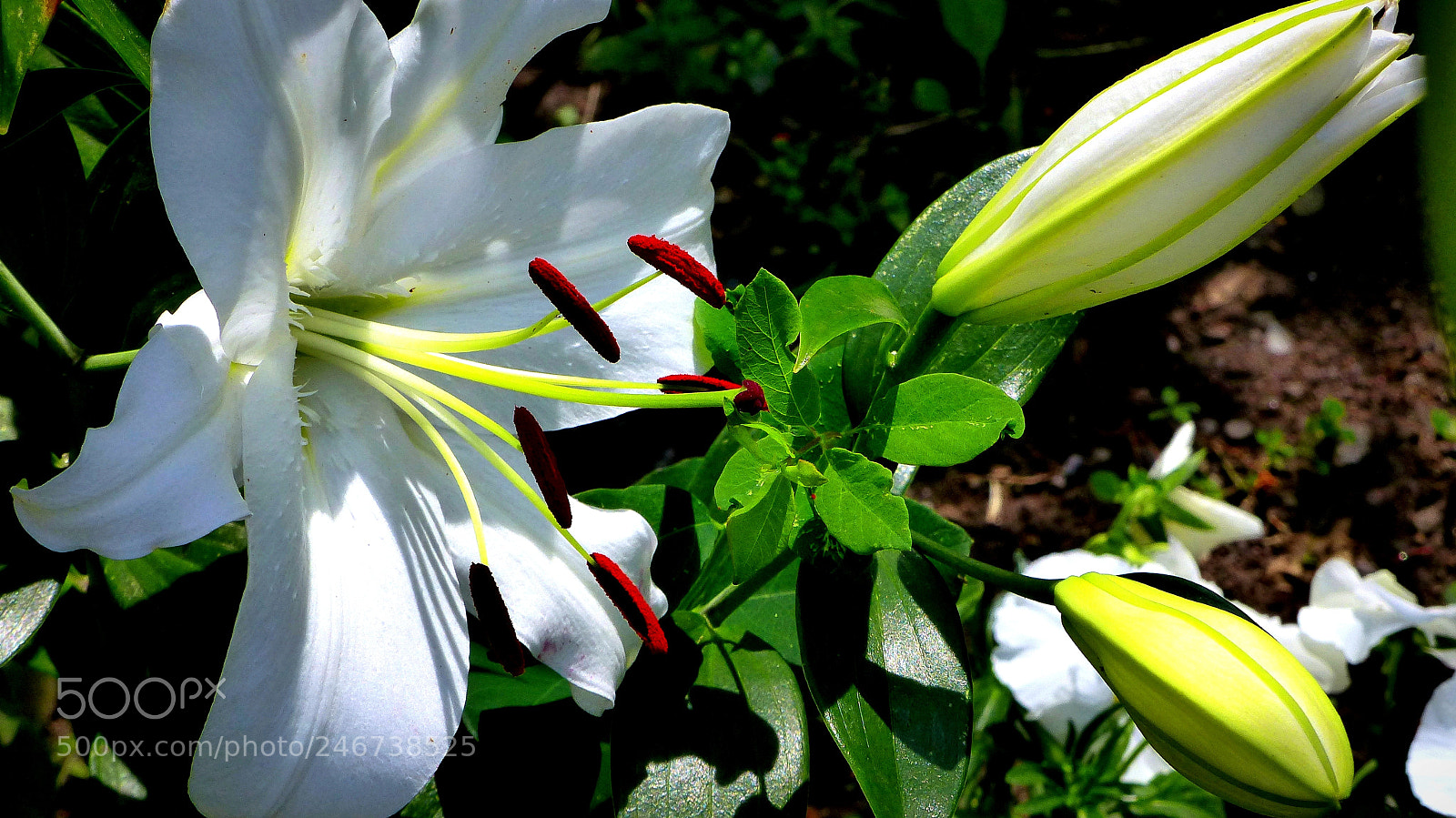 Panasonic Lumix DMC-FZ200 sample photo. White lily. photography
