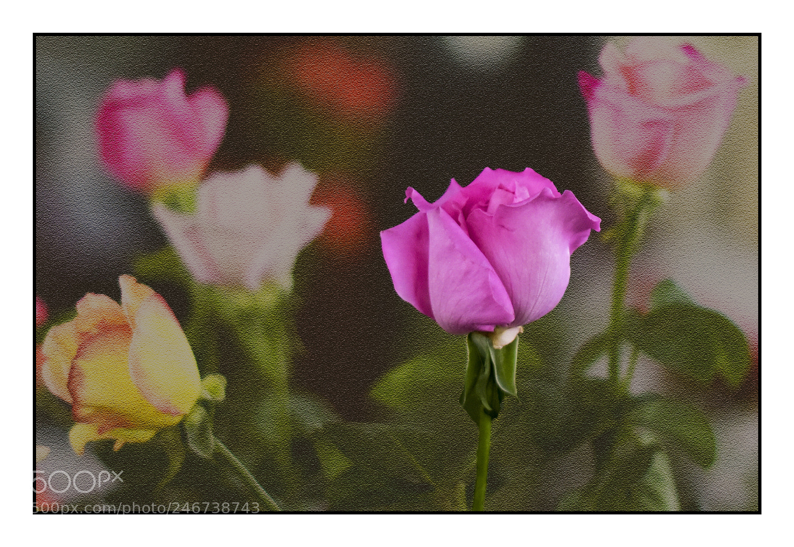 Nikon D810 sample photo. Rose show photography