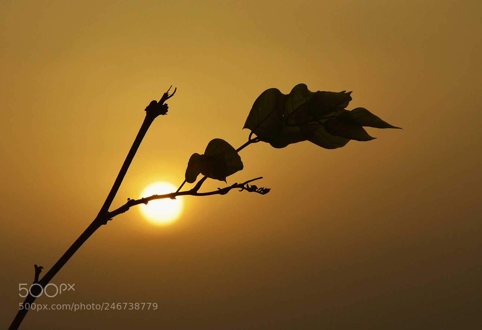 Nikon D3200 sample photo. Silhouette photography