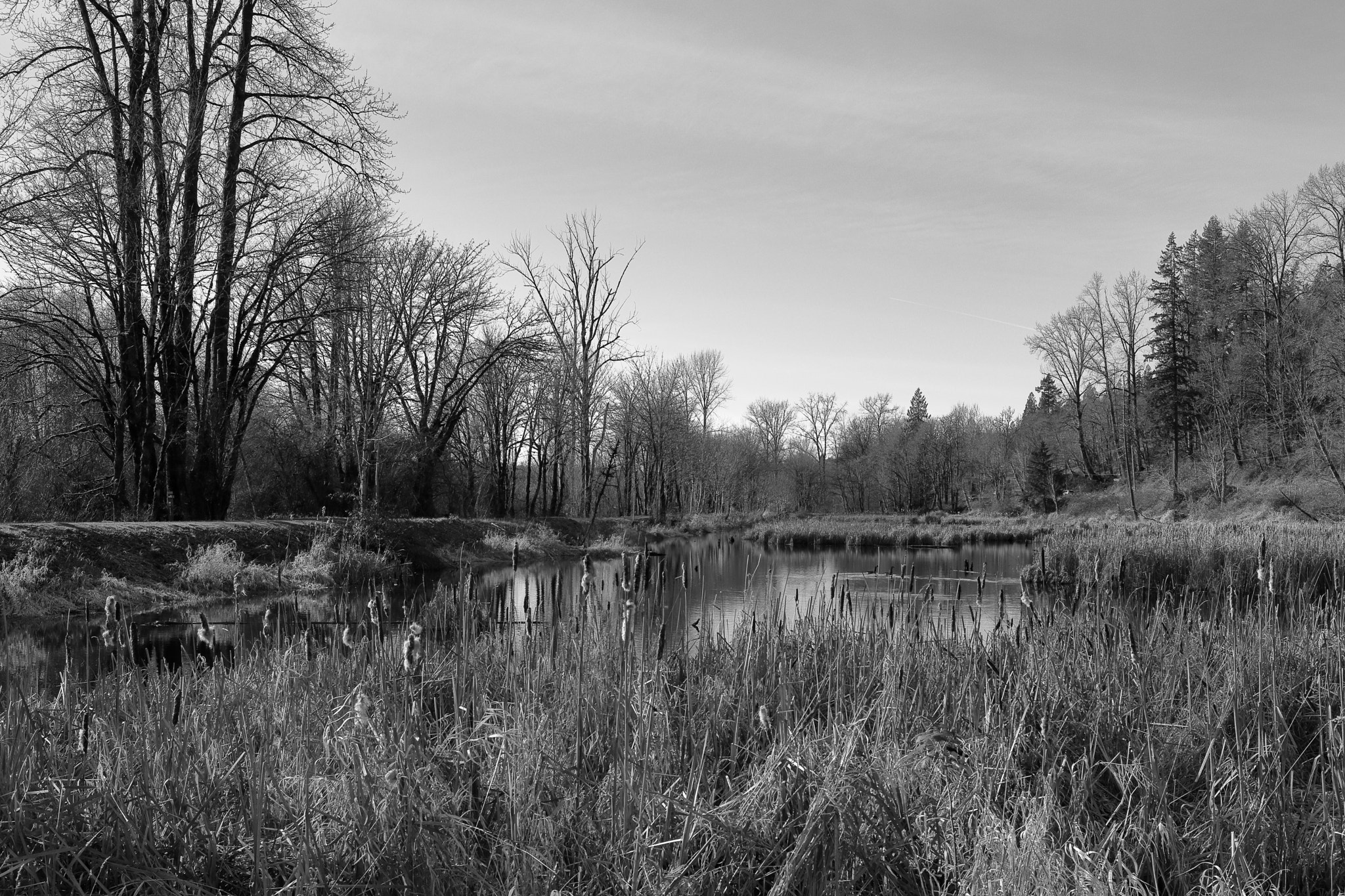 Canon EOS M5 + Canon EF-S 24mm F2.8 STM sample photo. The pond (black & white) photography