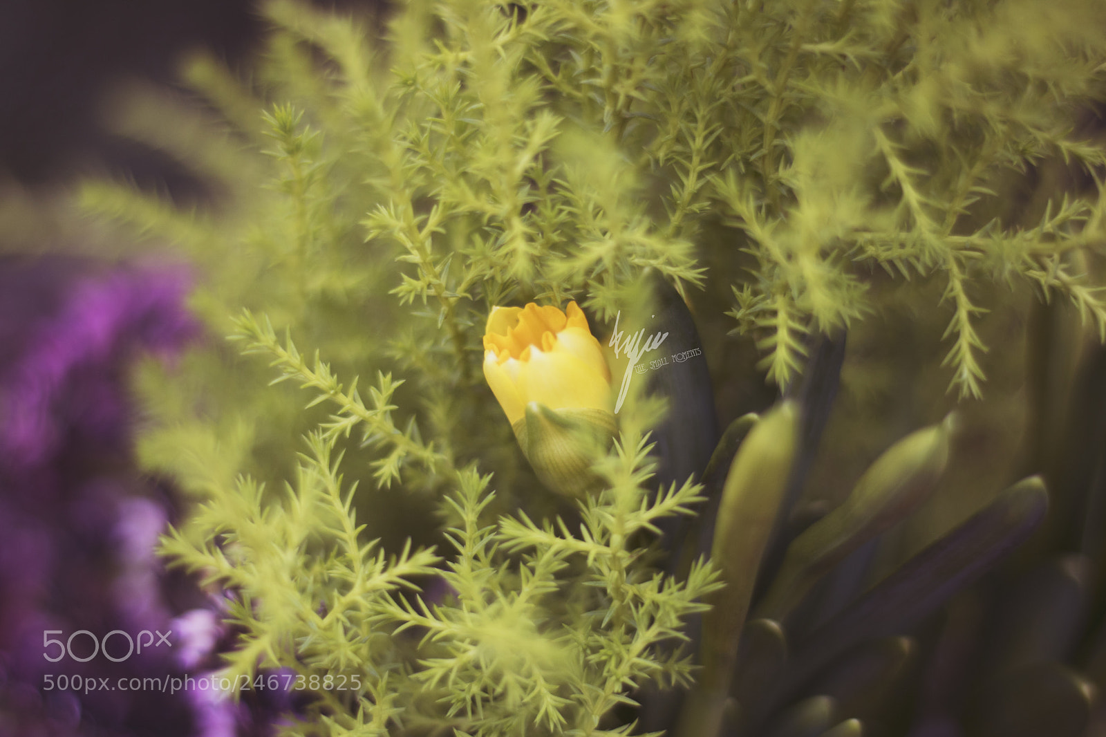 Canon EOS 750D (EOS Rebel T6i / EOS Kiss X8i) sample photo. Ready for spring photography