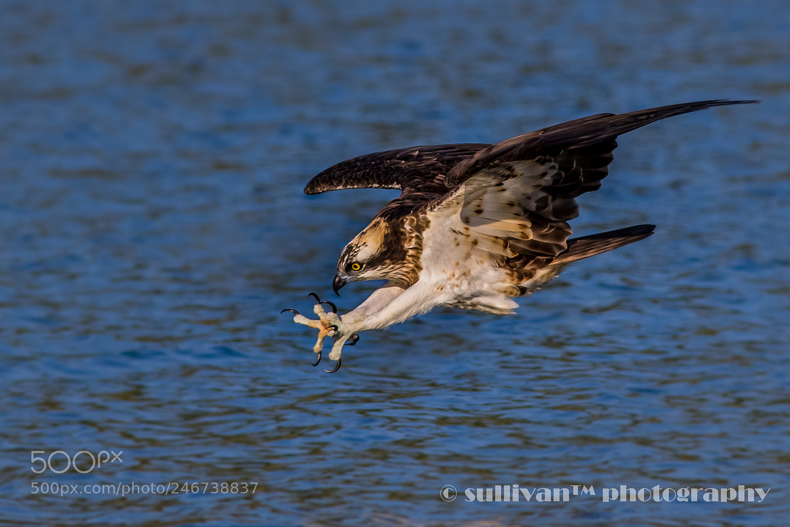 Canon EOS 7D Mark II sample photo. Osprey photography