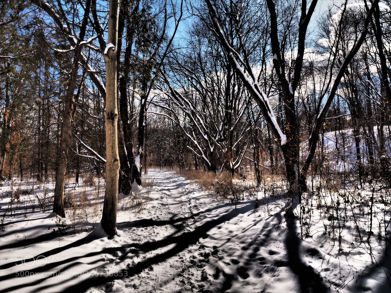 Olympus OM-D E-M10 II sample photo. Winter stroll photography