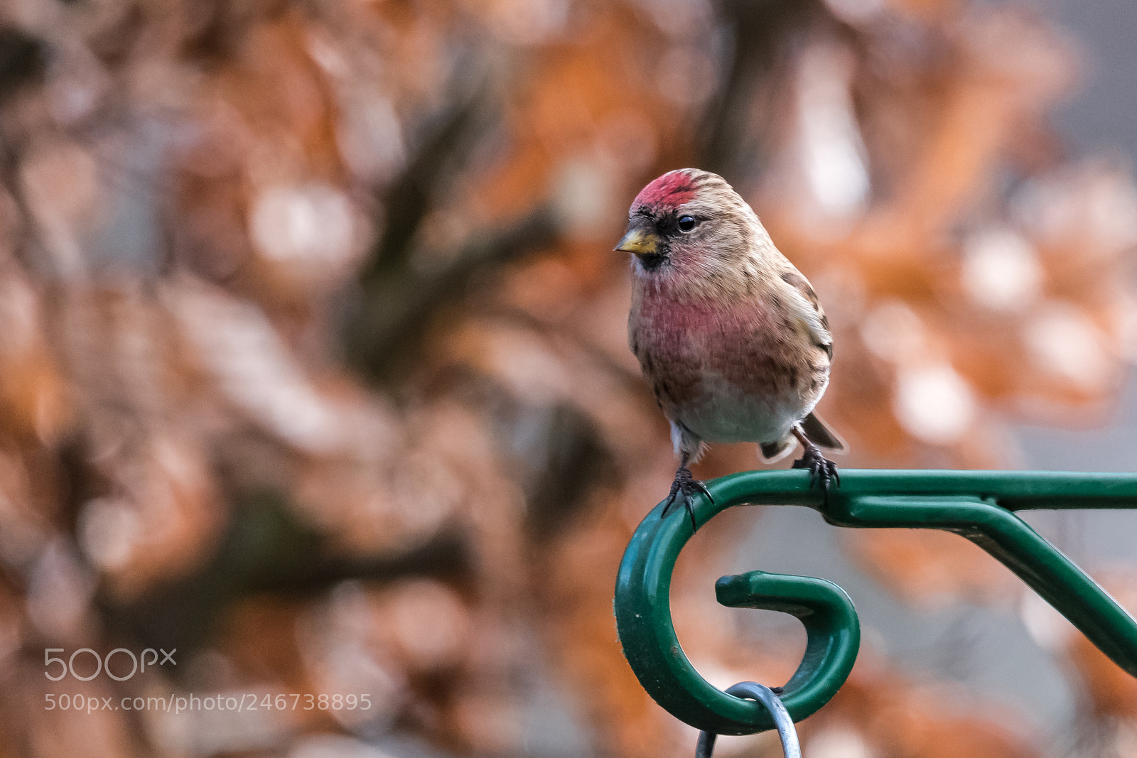 Nikon D850 sample photo. Copper beech redpoll photography