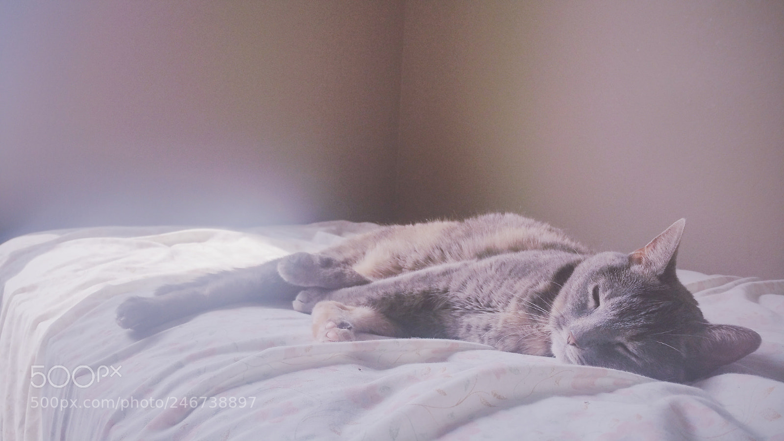 Samsung Galaxy Note4 sample photo. Untitled photography