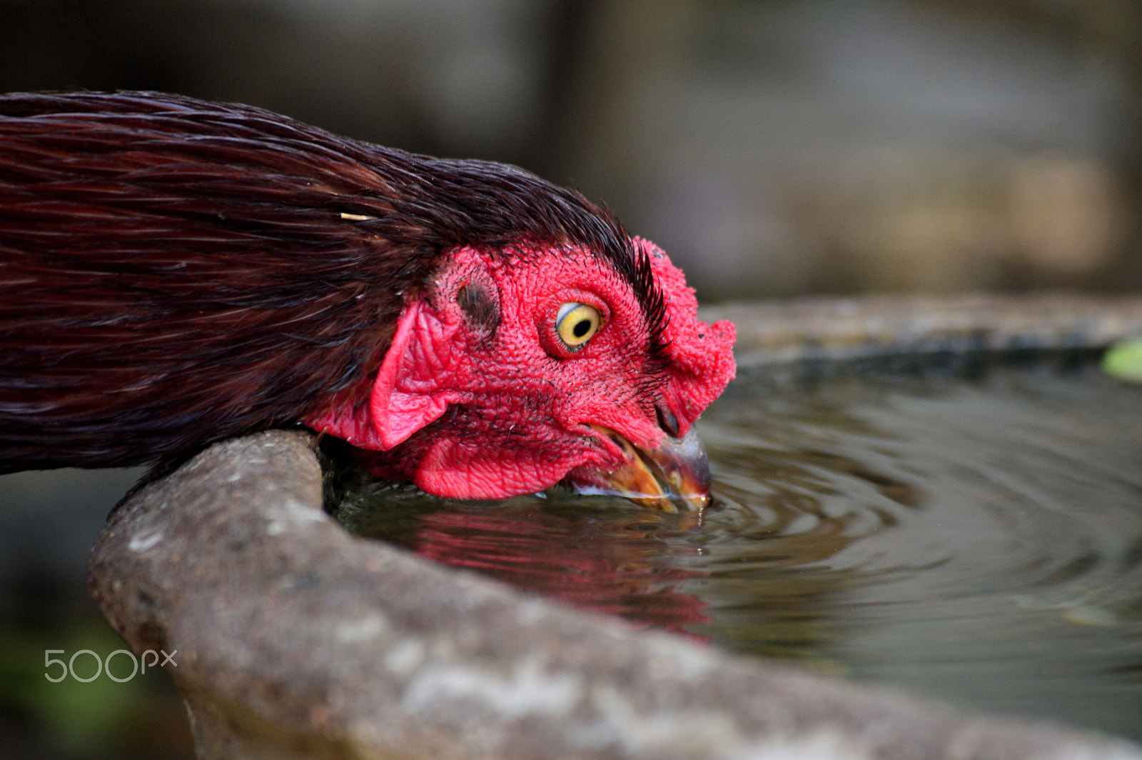 Nikon D3200 sample photo. Indian rooster photography