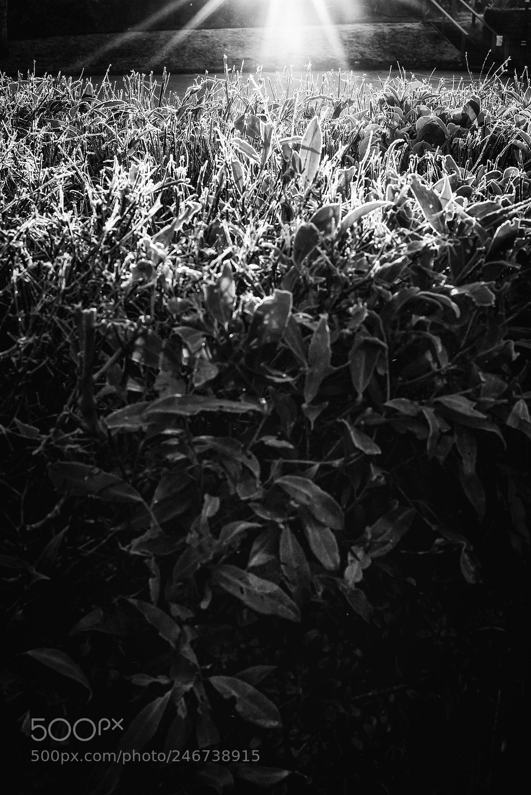 Leica M (Typ 240) sample photo. Wanted for a sunbeam photography
