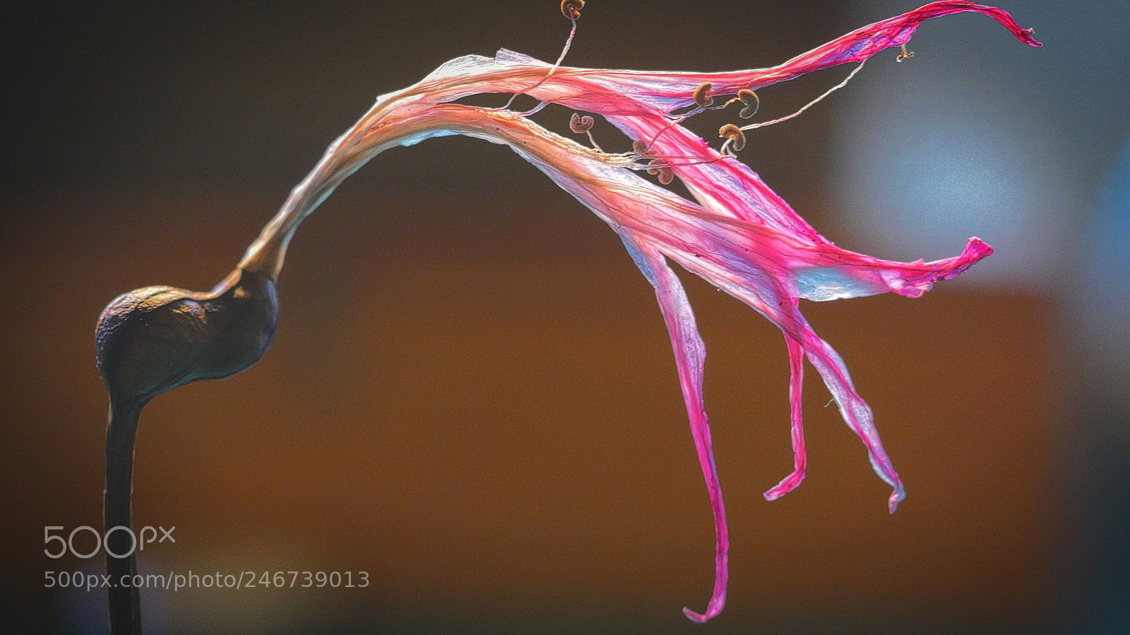 Panasonic Lumix DMC-GH4 sample photo. Anothander photography