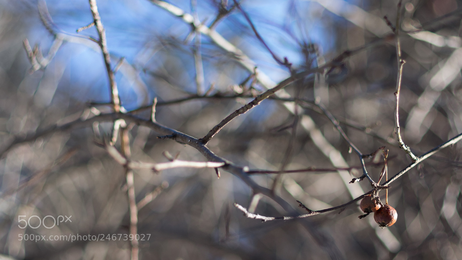 Pentax K-3 II sample photo. What can be better photography