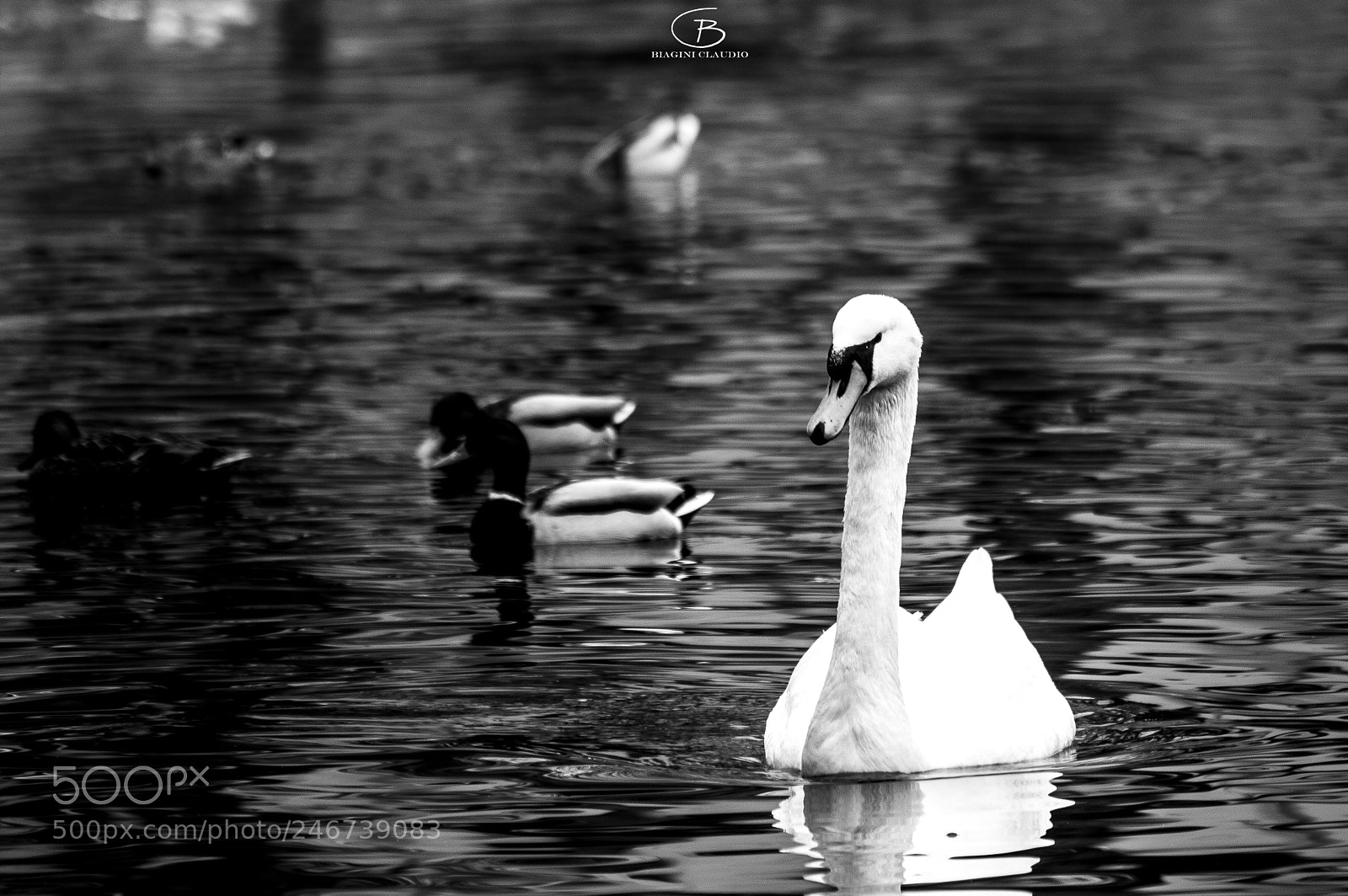 Nikon D3200 sample photo. Il cigno e i photography