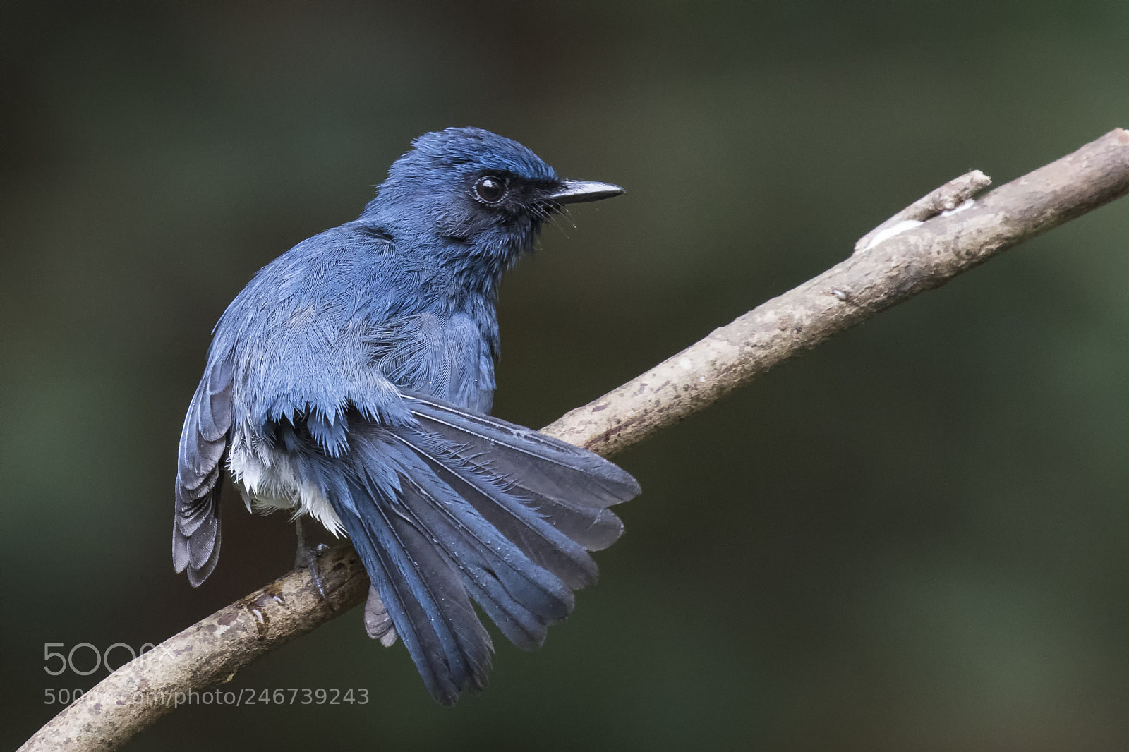 Canon EOS 7D Mark II sample photo. Bird yoga photography