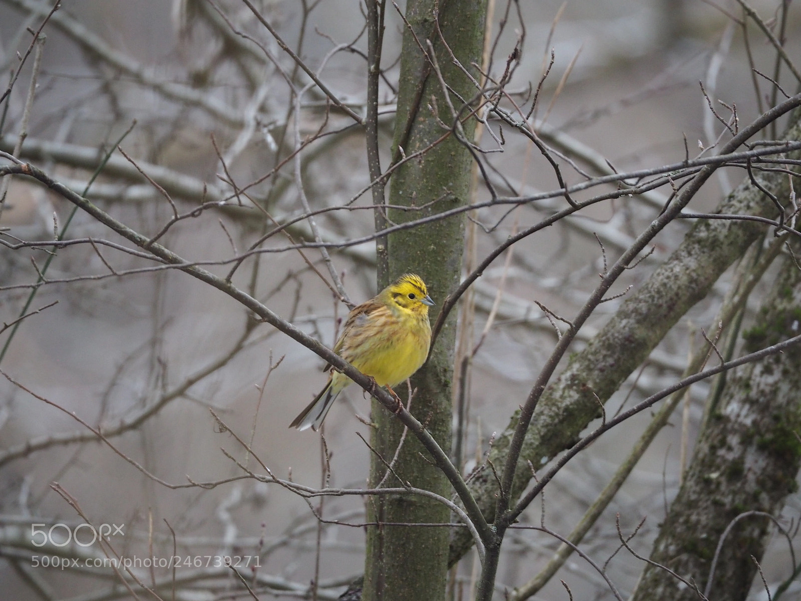 Olympus OM-D E-M5 II sample photo. Goldammer photography