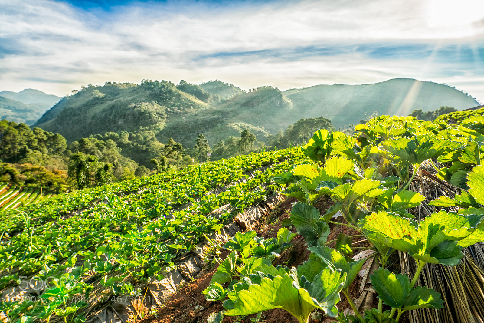 Sony a7 II sample photo. Strawberry farm photography