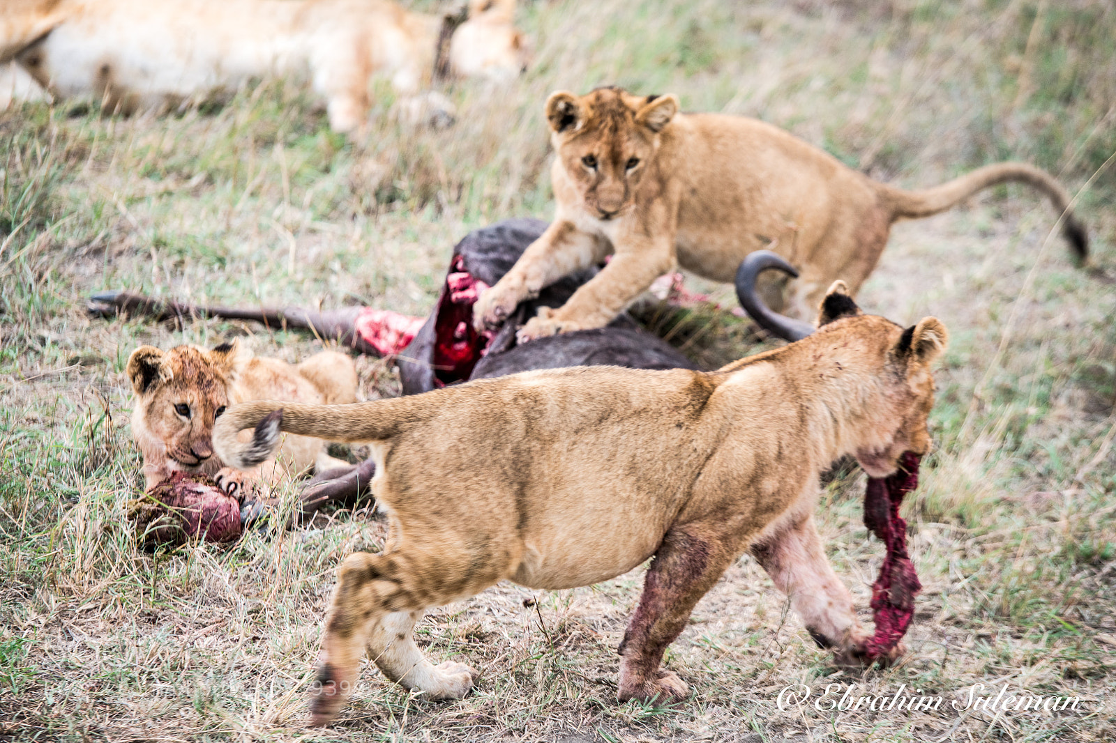 Nikon D850 sample photo. Red meat photography