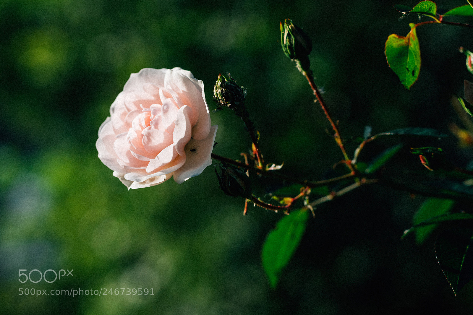 Sony a7 II sample photo. Pink rose photography