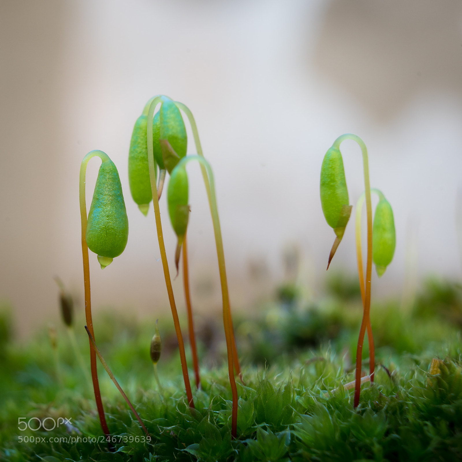 Sony a7R II sample photo. Makro photography