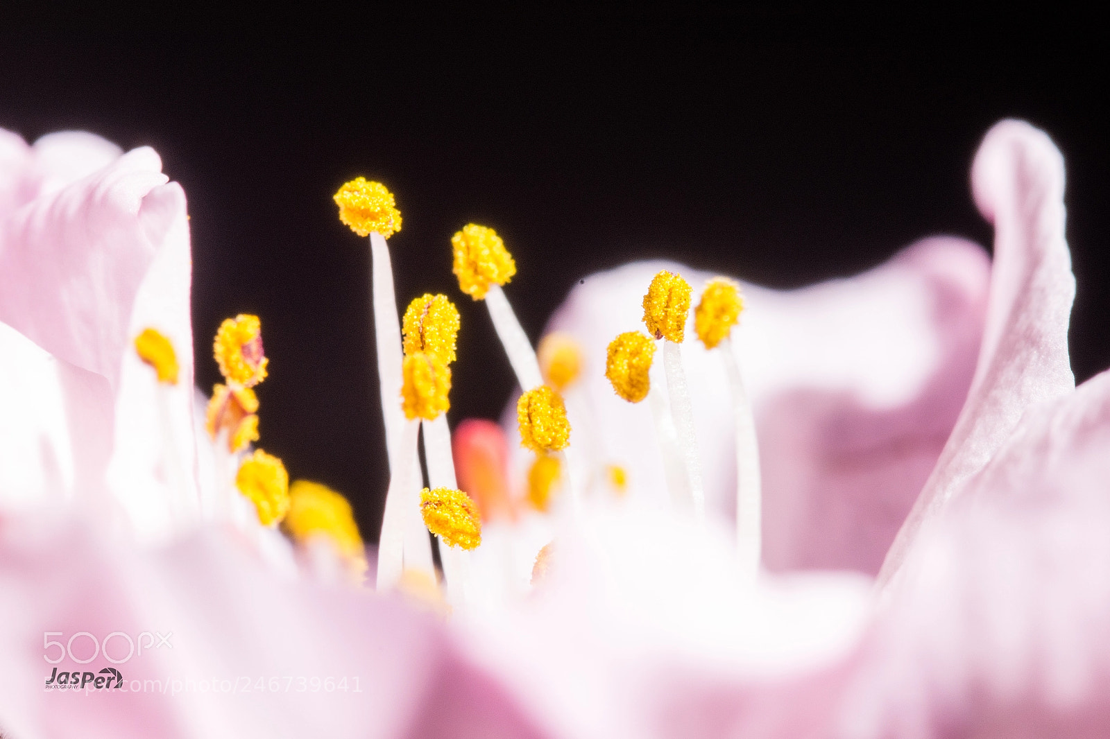 Nikon D7200 sample photo. Blossom photography