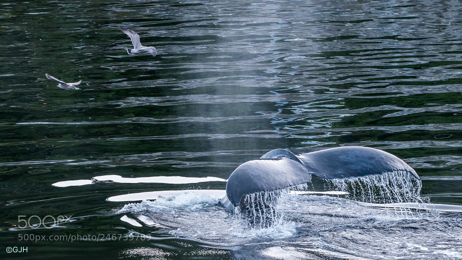 Samsung NX1 sample photo. Alaskan whale photography