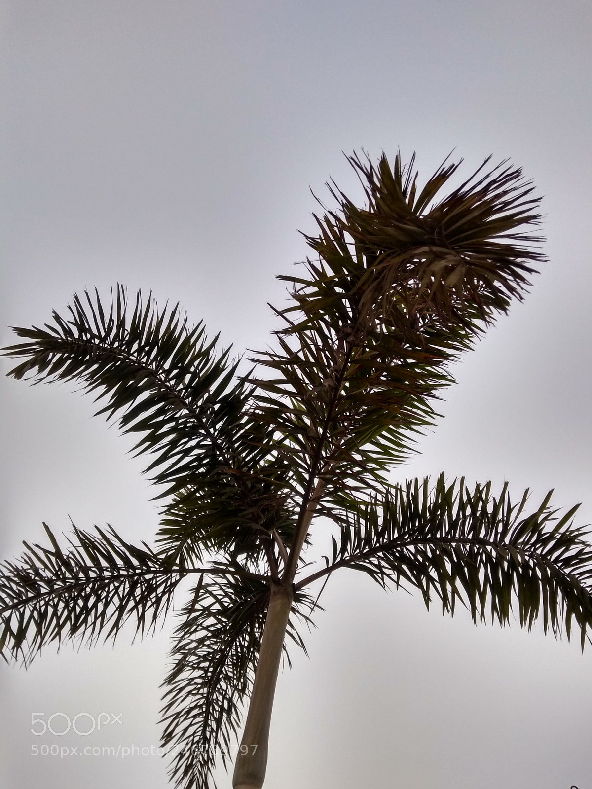 Motorola Moto G (5S) Plus sample photo. Treetop photography