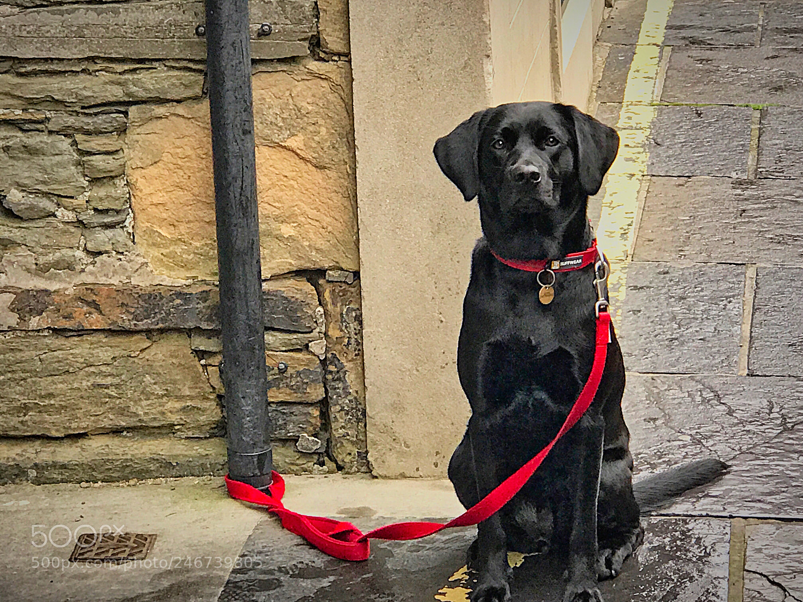 Apple iPhone 7 Plus sample photo. Dog waiting photography
