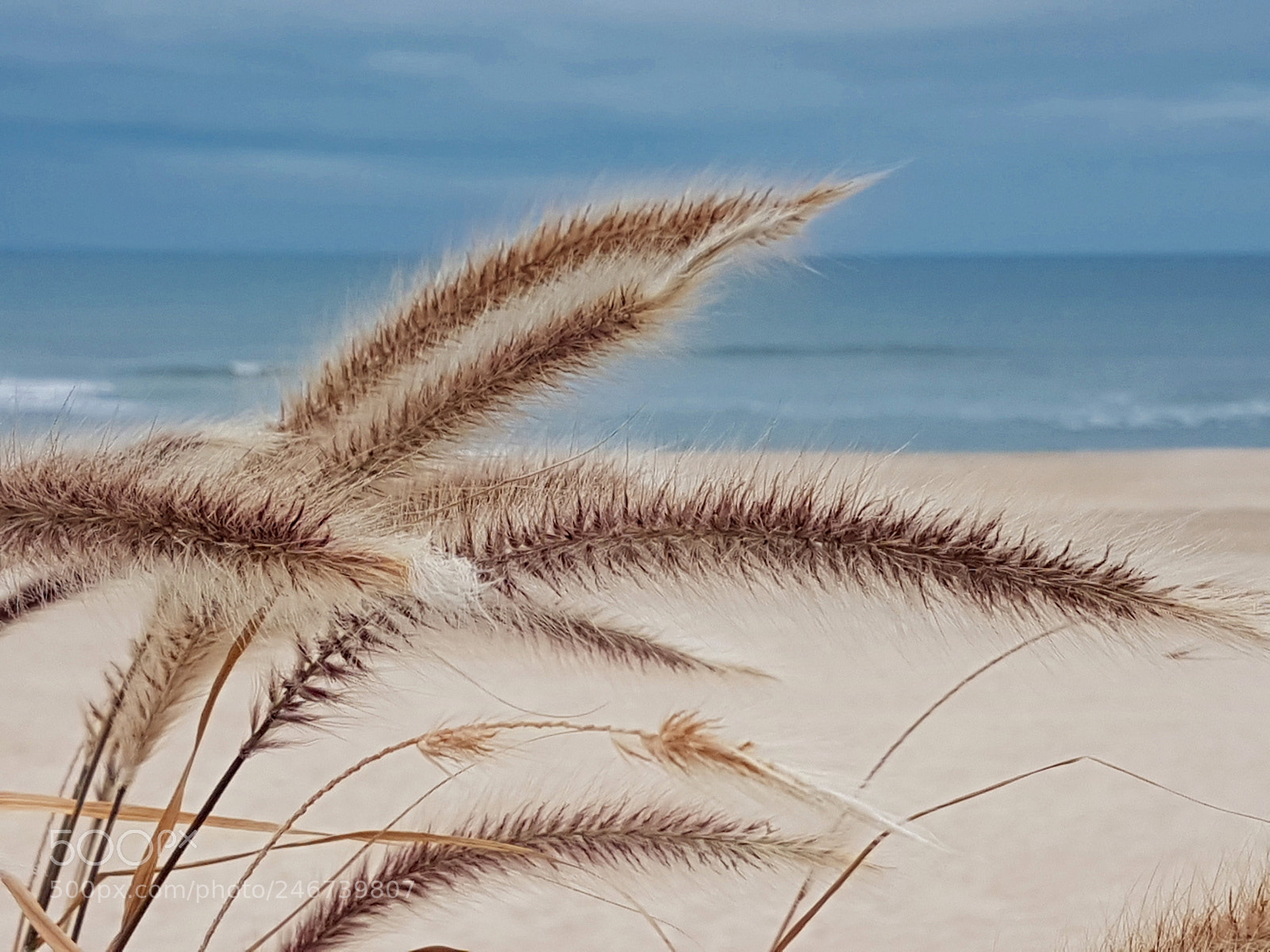 Samsung Galaxy S7 Edge sample photo. Beach grass photography