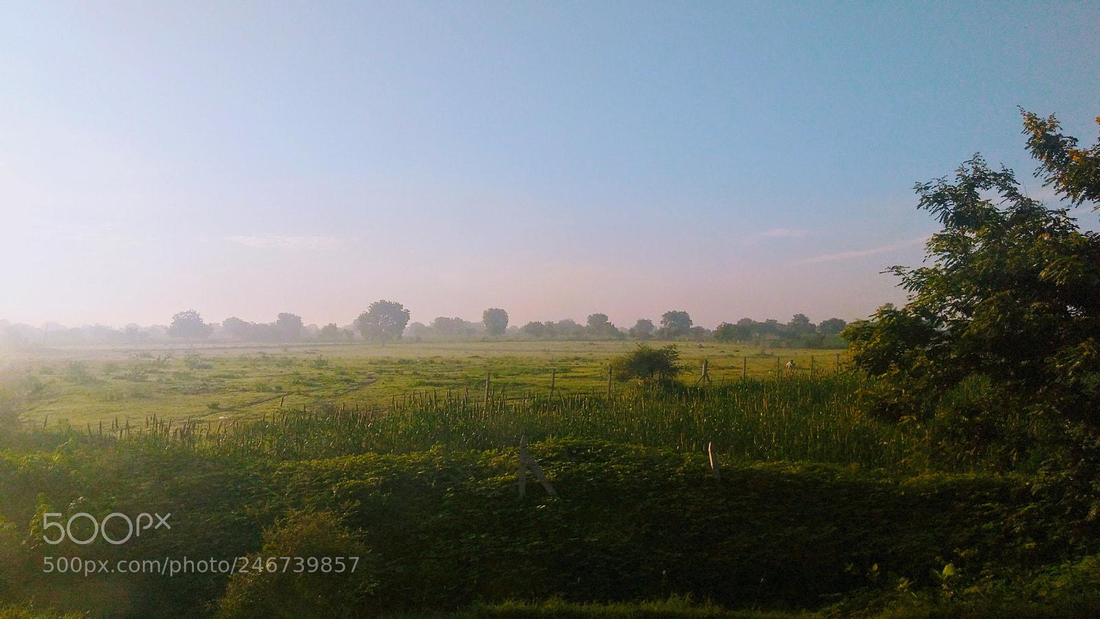 Motorola Moto G Play sample photo. ~ photography