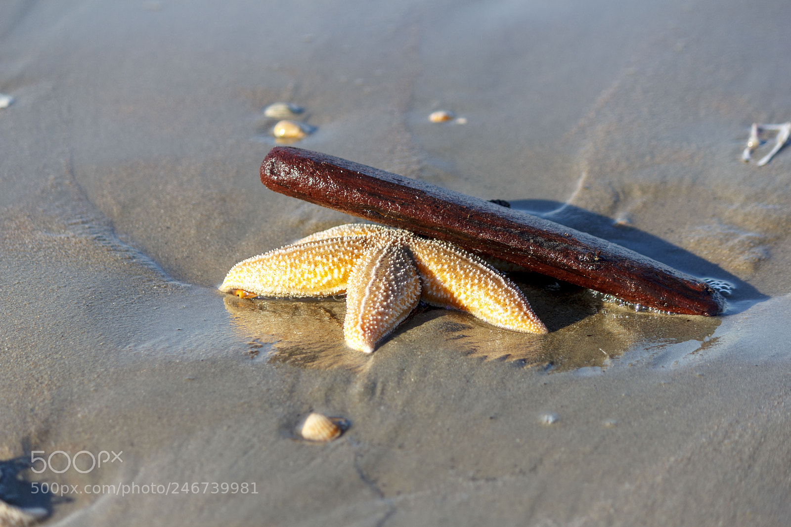 Canon EOS 550D (EOS Rebel T2i / EOS Kiss X4) sample photo. Starfish photography