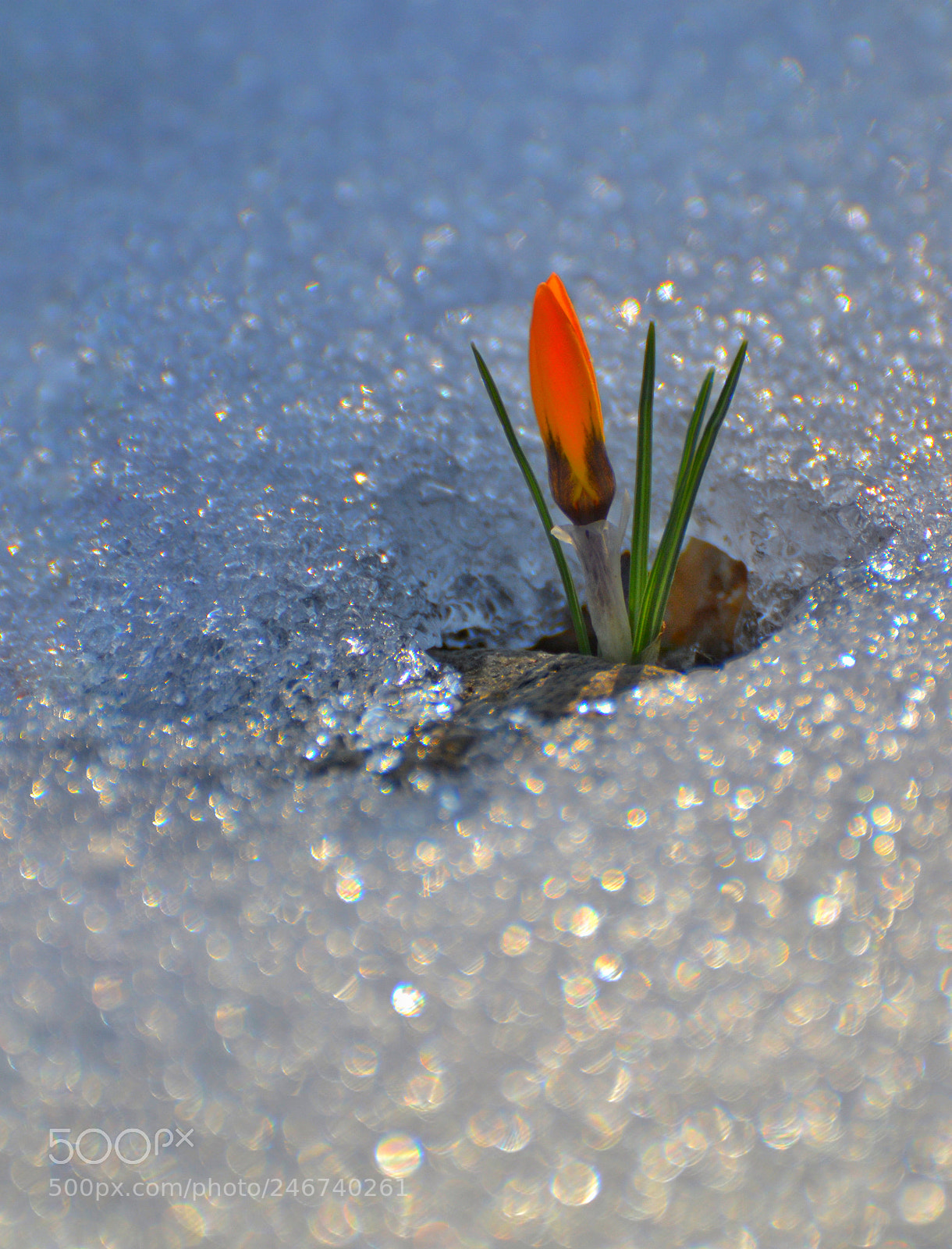 Nikon D3100 sample photo. Untitled photography