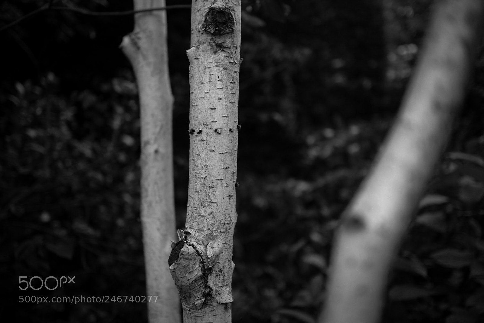 Canon EOS M sample photo. Trunks photography
