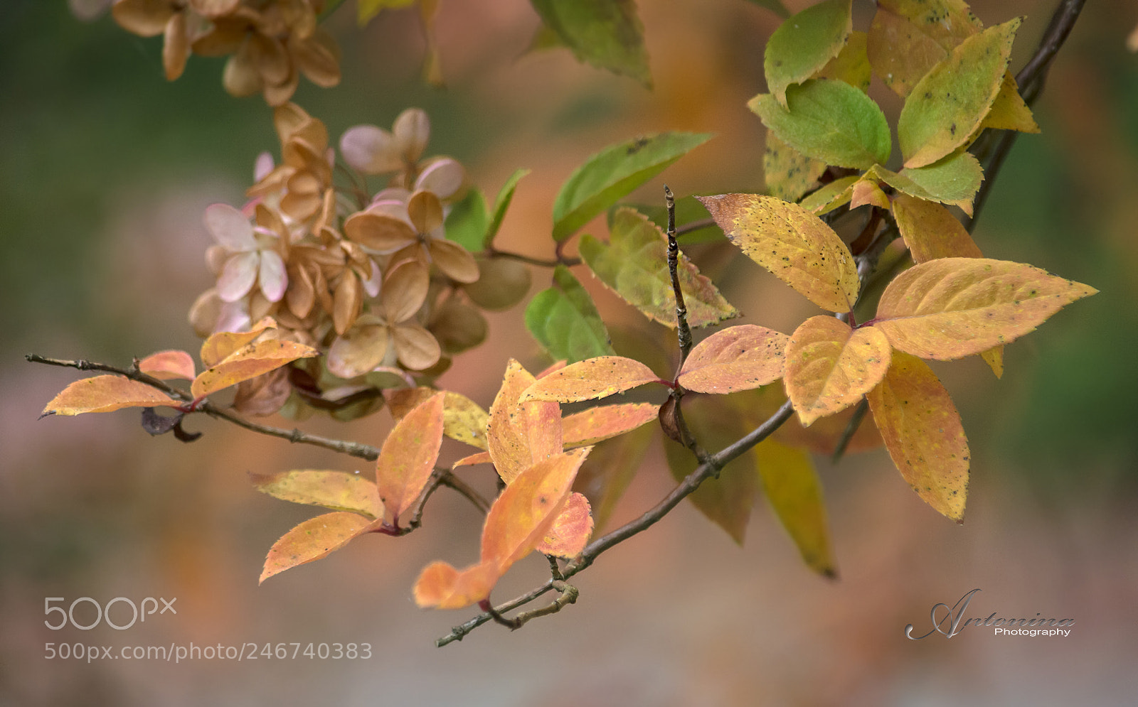 Nikon D7100 sample photo. *** photography