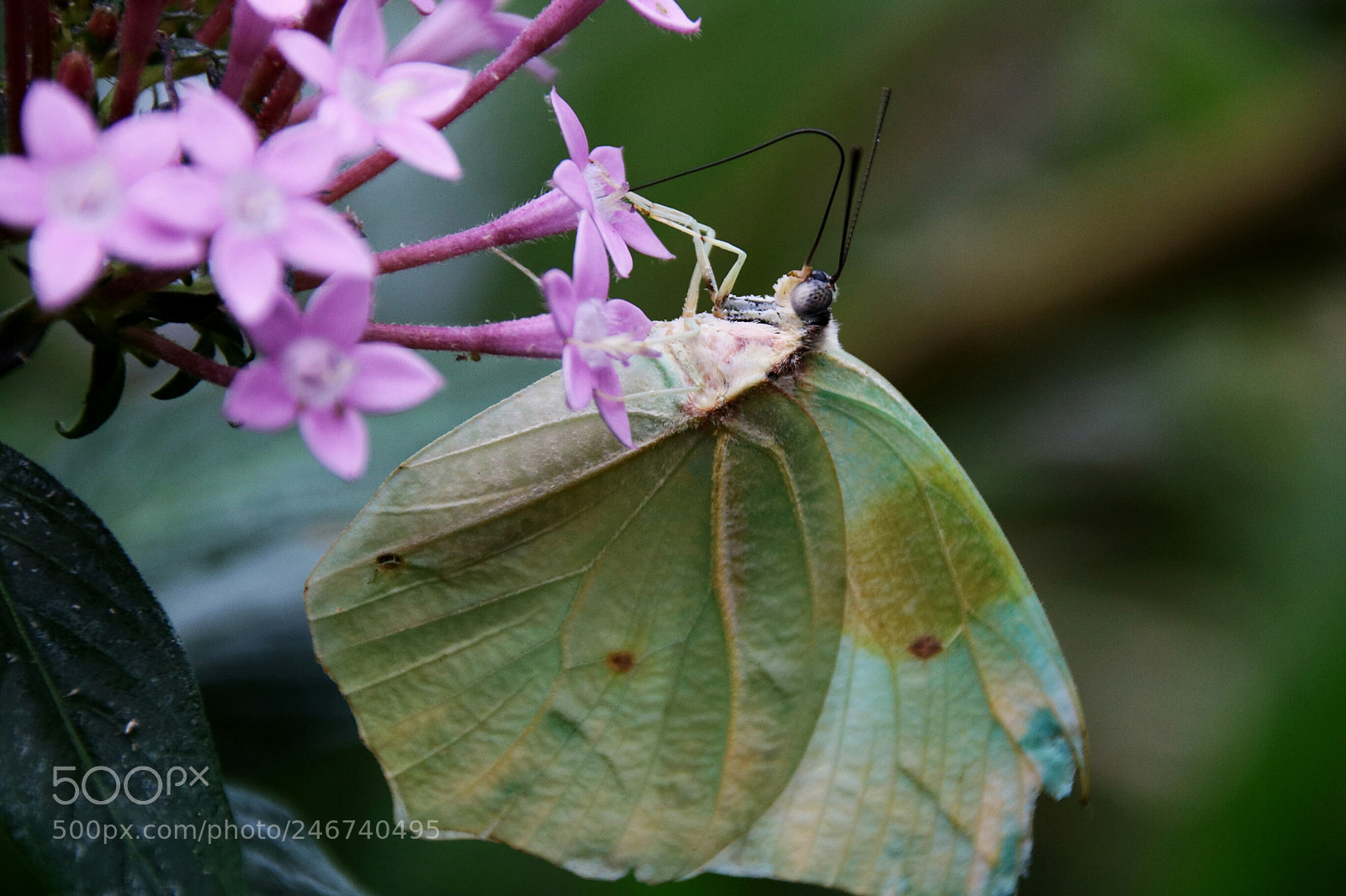 Canon EOS 750D (EOS Rebel T6i / EOS Kiss X8i) sample photo. Butterfly or leaf ? photography