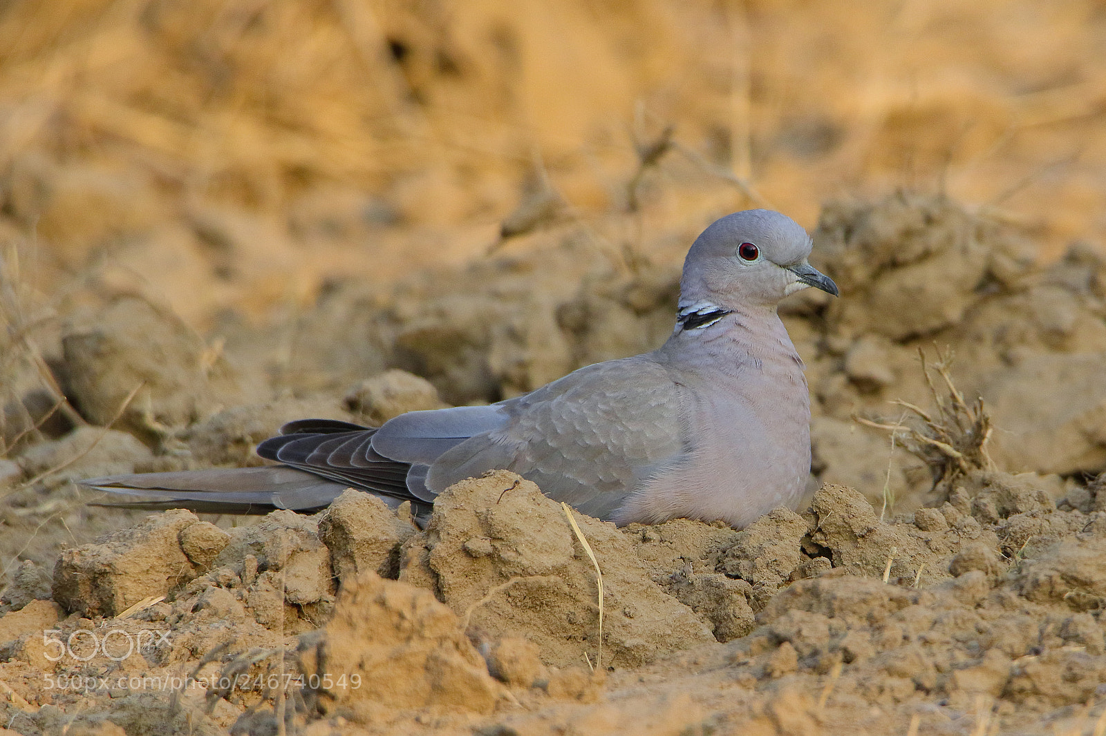 Canon EOS 7D Mark II sample photo. Eurasian collared-dove photography