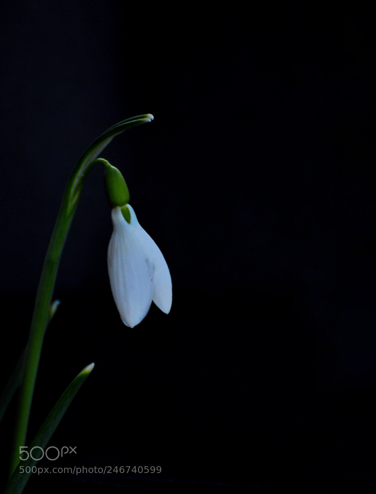 Nikon D3100 sample photo. Untitled photography