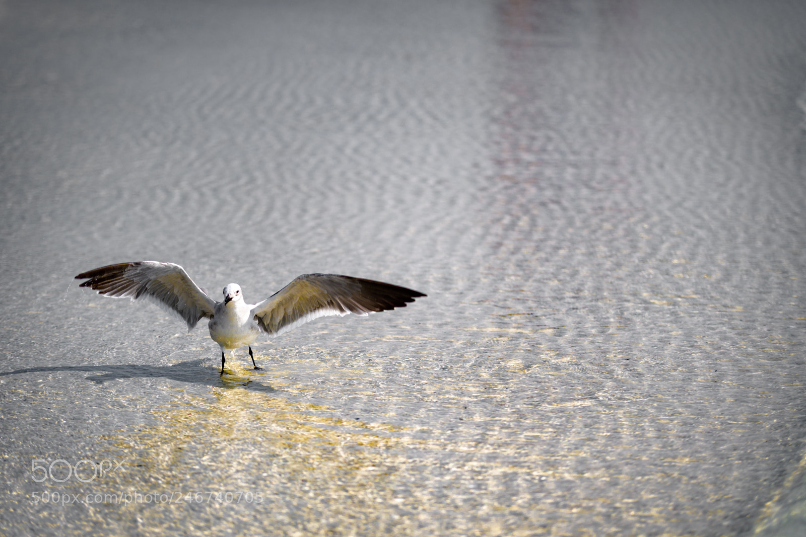 Nikon D500 sample photo. Happy bird photography