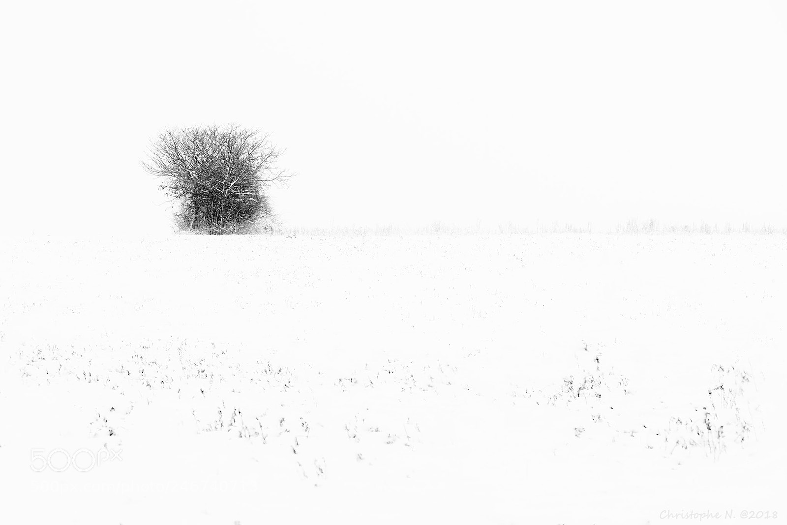 Nikon D810 sample photo. Under the snow photography