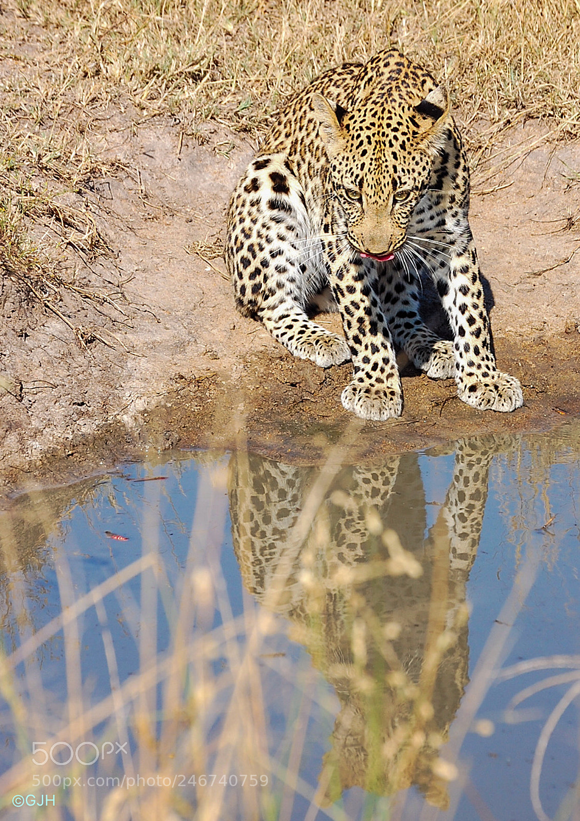 Nikon D40 sample photo. A leopard reflects photography