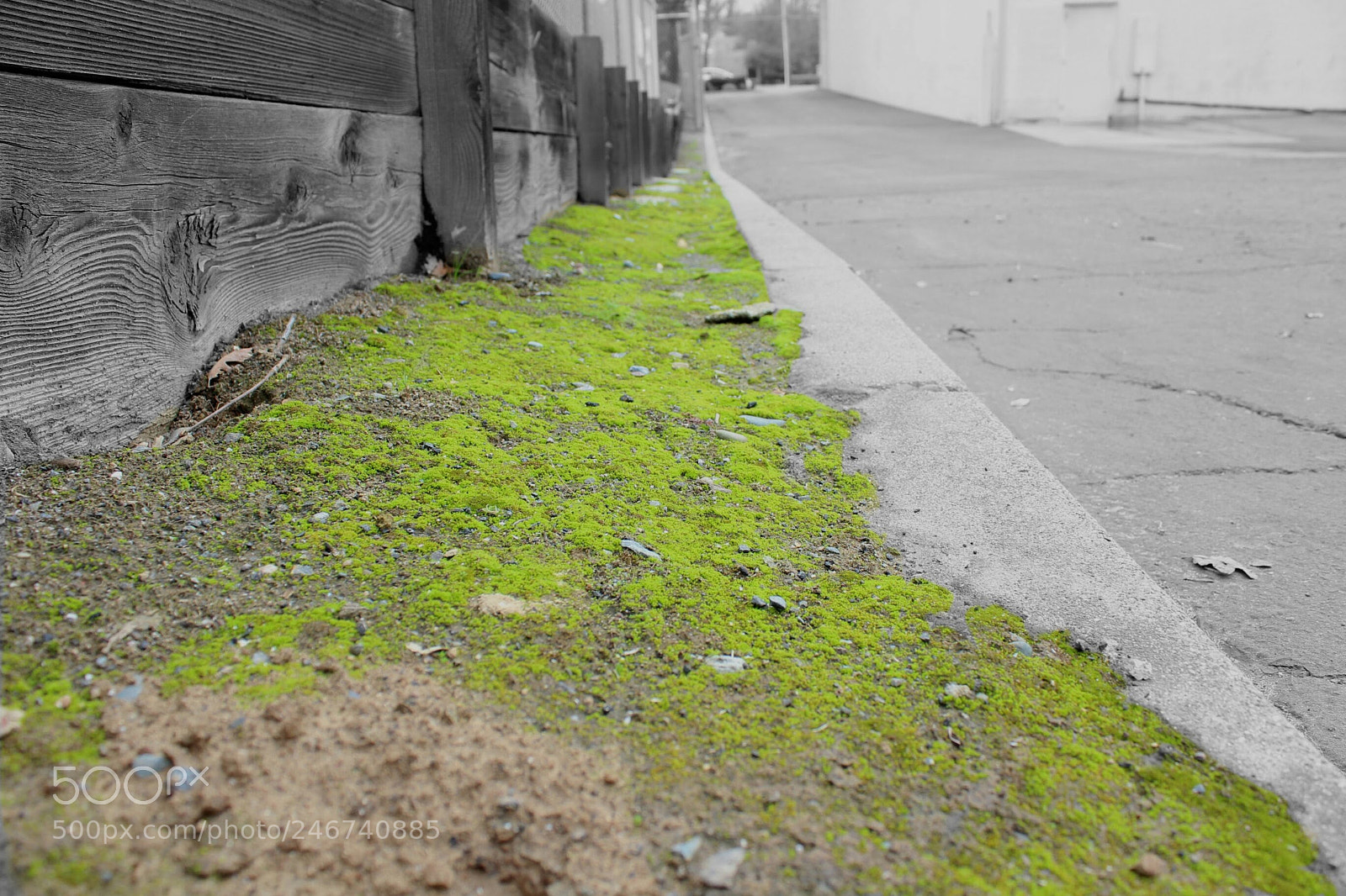 Canon EOS 1300D (EOS Rebel T6 / EOS Kiss X80) sample photo. Color splash photography