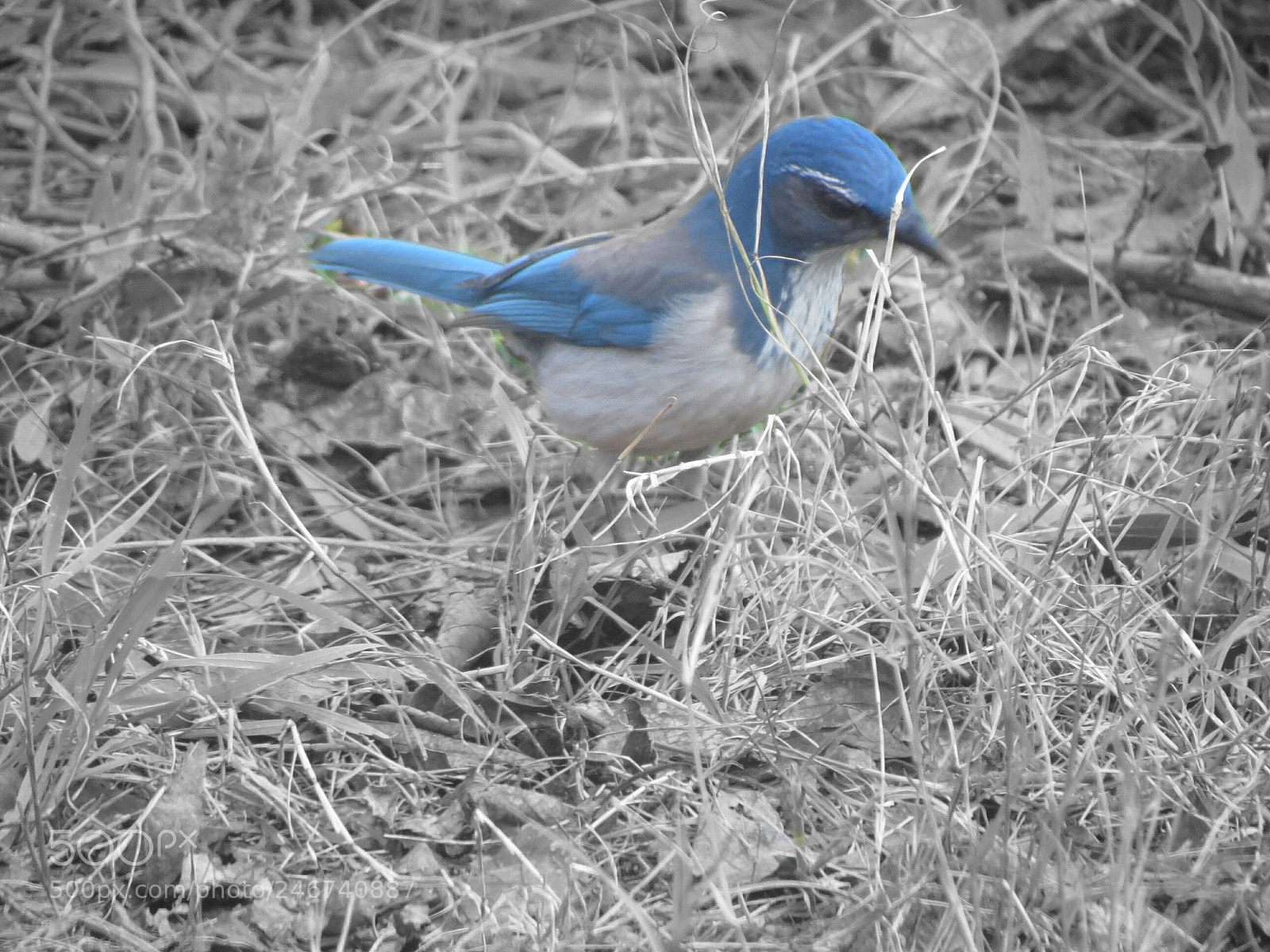 Canon PowerShot SX40 HS sample photo. Color splash photography