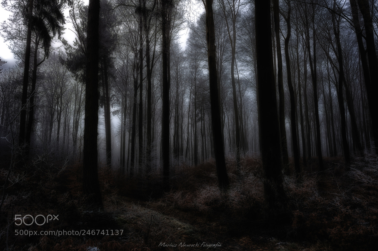 Nikon D7200 sample photo. Romantic forest photography