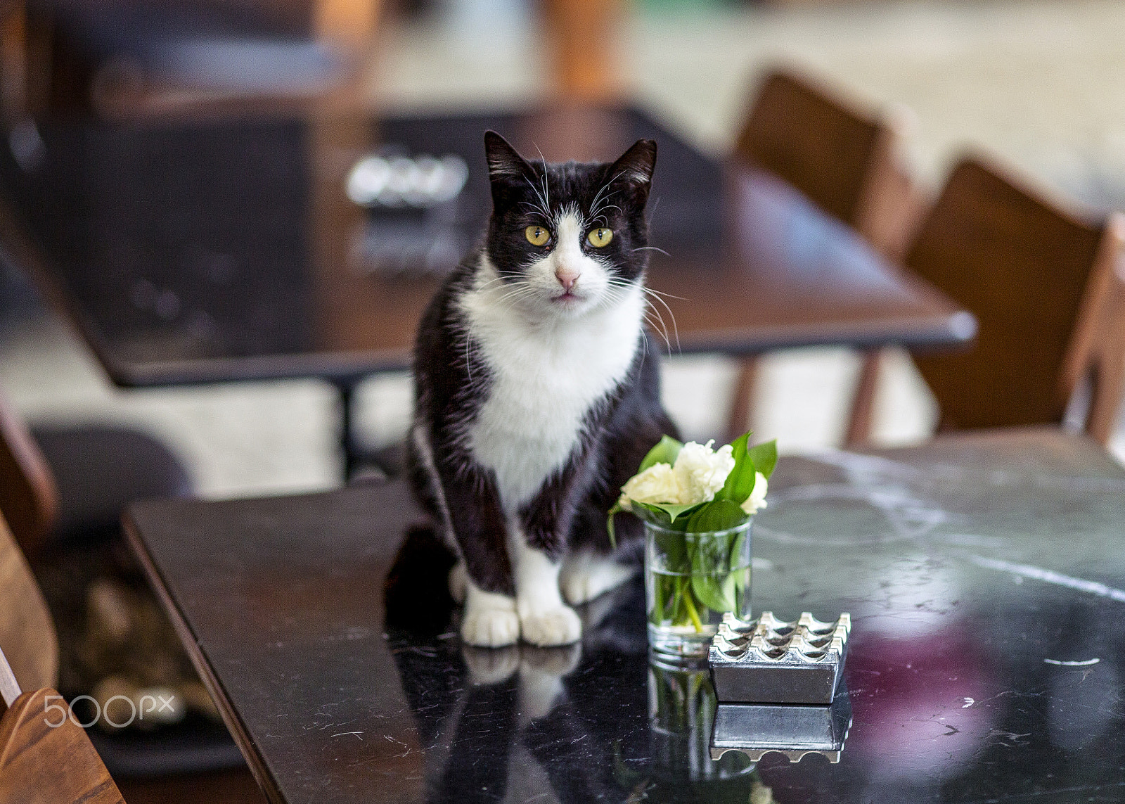 Canon EOS-1D C sample photo. Cats of istanbul photography