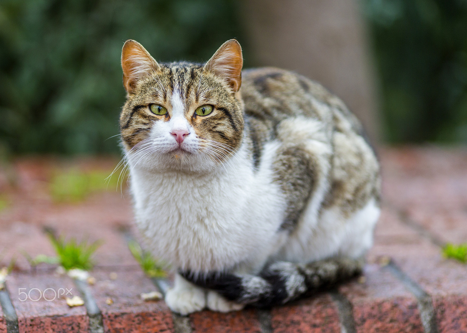 Canon EOS-1D C sample photo. Cats of istanbul photography