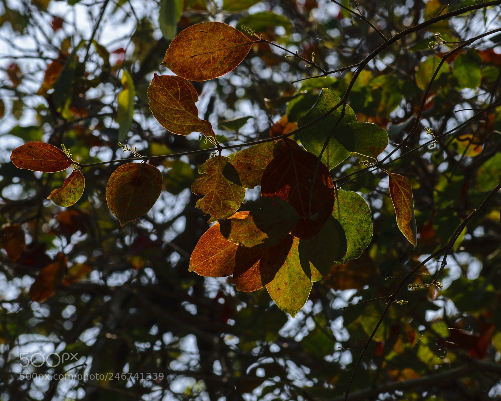 Nikon D5300 sample photo. Colors of autumn photography