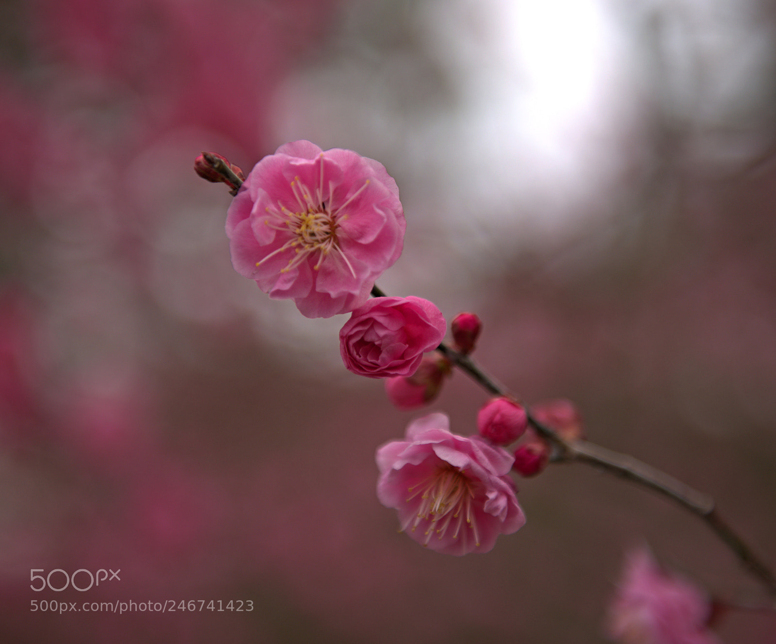 Nikon D800 sample photo. Plum blossom photography