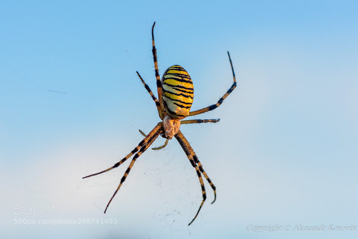 Nikon D610 sample photo. ... photography