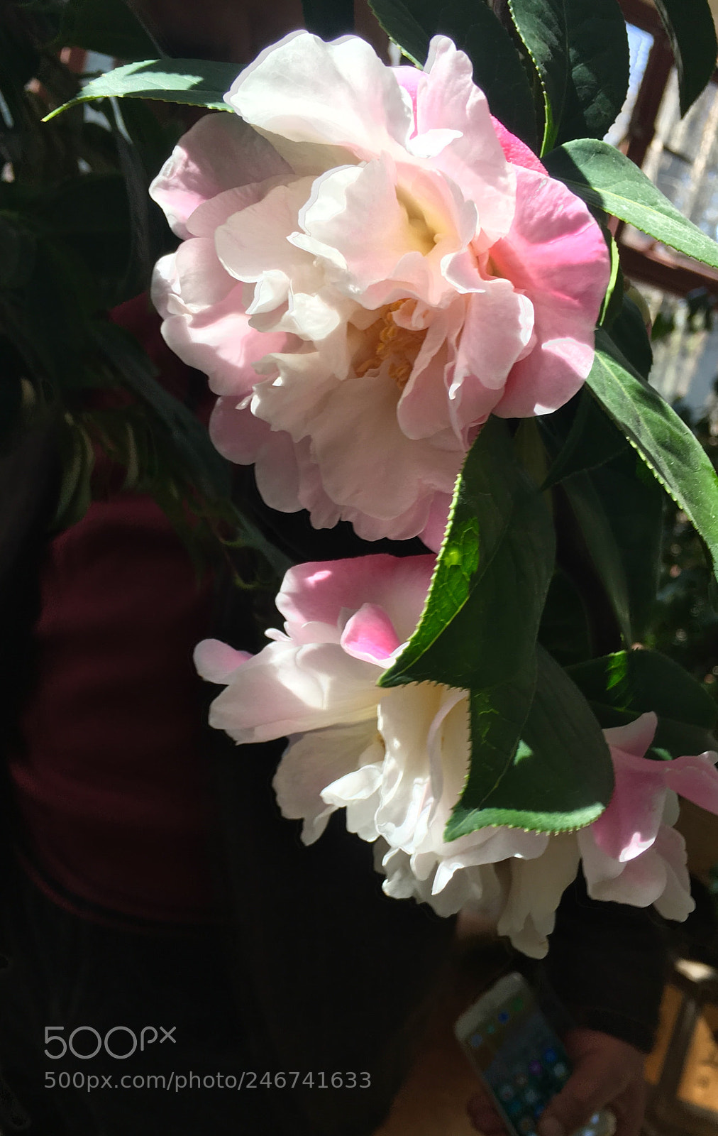 Apple iPhone SE sample photo. Untitled photography