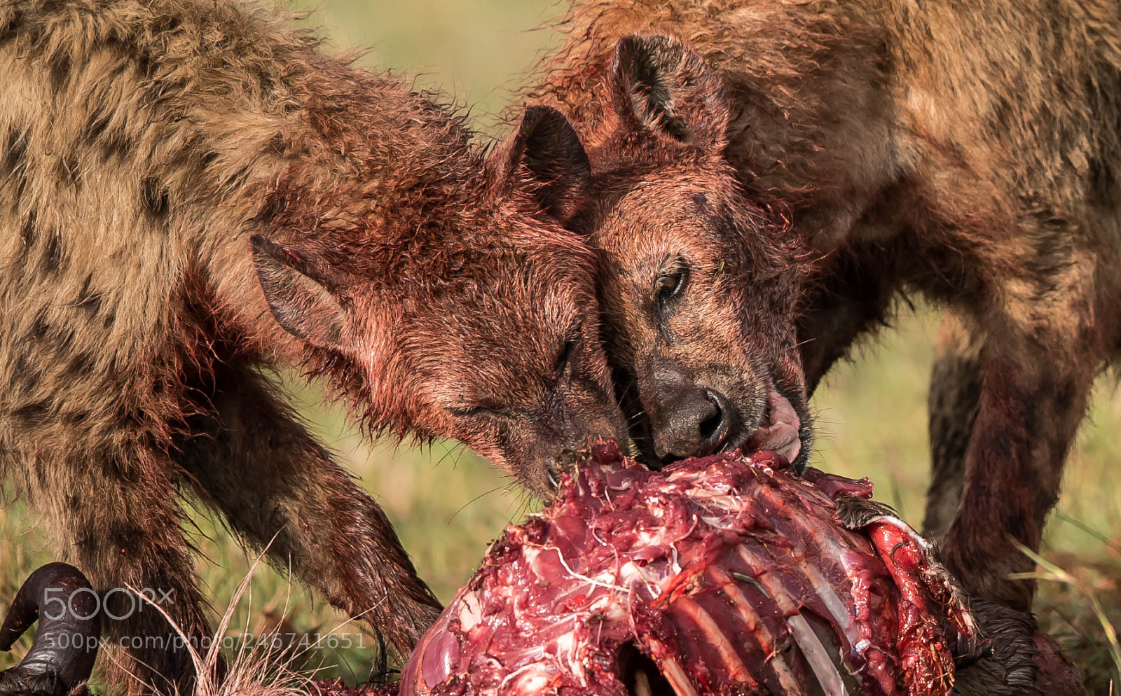 Nikon D5 sample photo. Family that eats together photography
