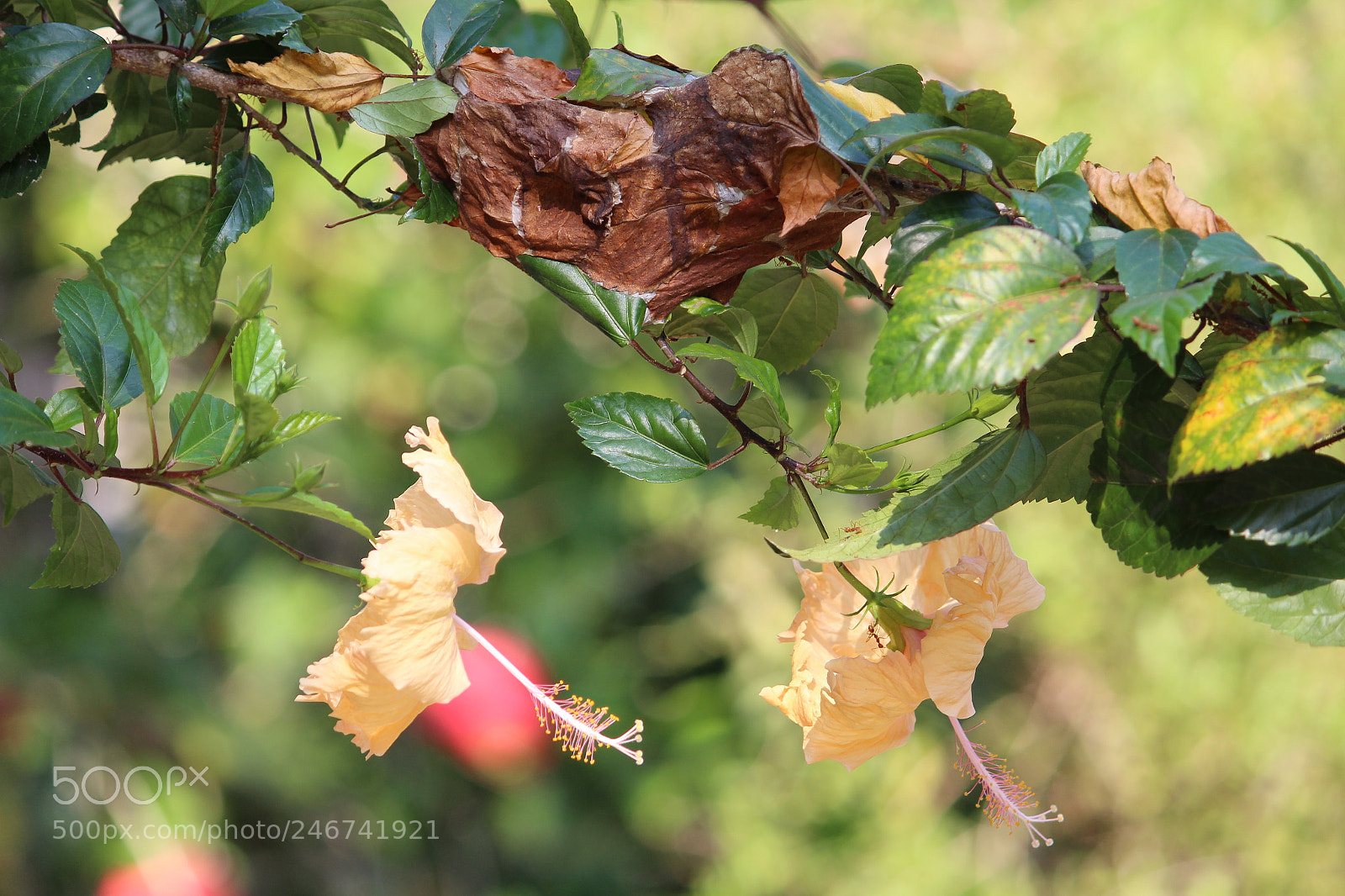 Canon EF-S 55-250mm F4-5.6 IS II sample photo. Untitled photography