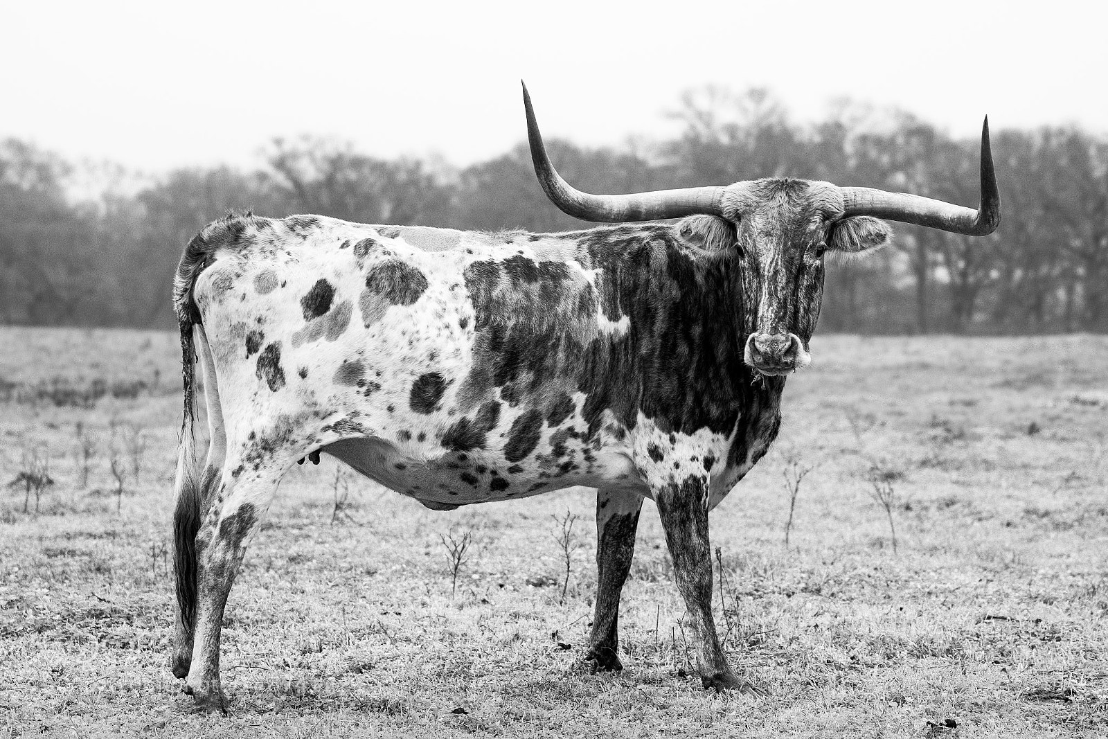 Sony a7 sample photo. Longhorns photography